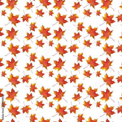Autumn maple leaf pattern on white background.