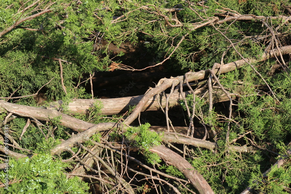 Fototapeta premium hole in thuja bush