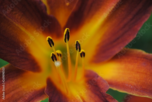 closeup of a daylily flower