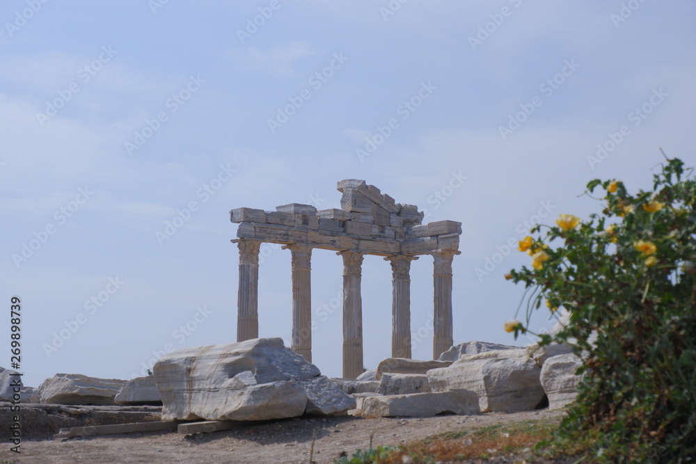 bush yellow flowers with lush green leaves on the background of the ancient ruins of the temple Apollo