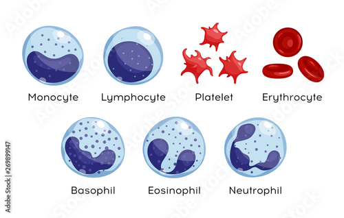 Vector set of Monocyte,   Lymphocyte, Eosinophil, Neutrophil, Basophil, Platelet, Erythrocytes. Types of blood cells.