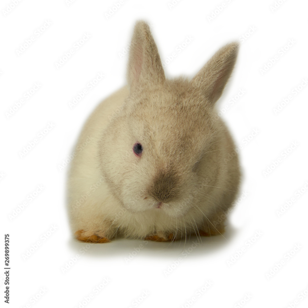 Little white rabbit looks isolated on white Little white rabbit looks isolated on white