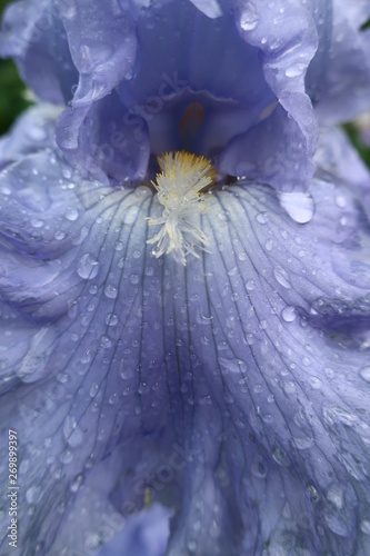 flowers iris dew close up background dew on flowers