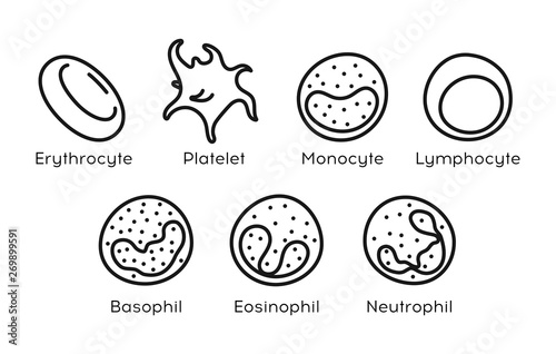 Vector line icon set of Monocyte,   Lymphocyte, Eosinophil, Neutrophil, Basophil, Platelet, Erythrocytes. Types of blood cells.