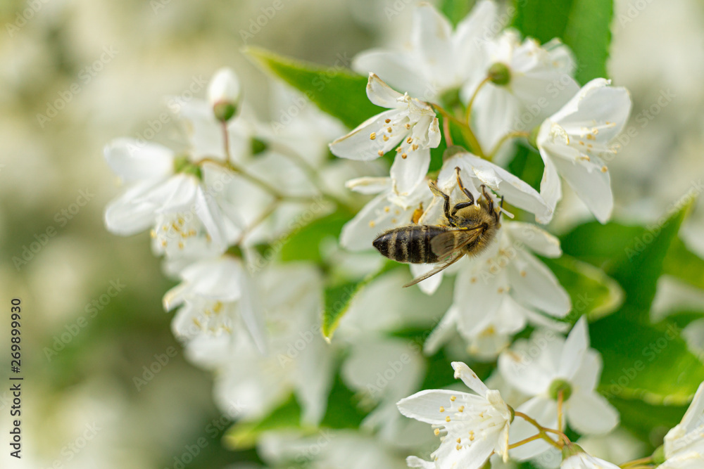 Biene an weißer Blüte Biene an weißer Blüte