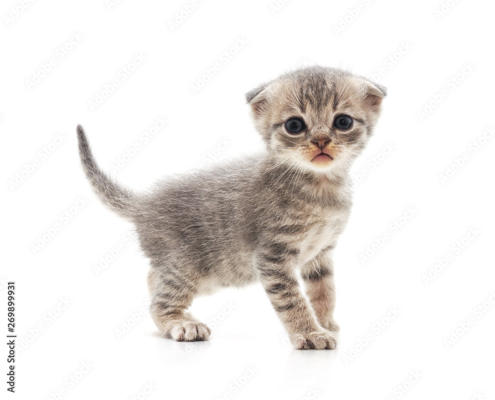 Obraz premium One little kitten.