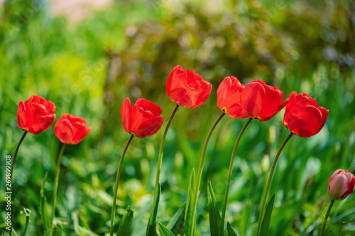 red tulips that grow in my garden