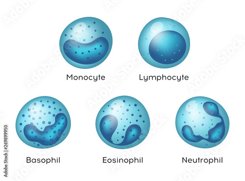 Vector blood cells. Illustration of Monocyte, Lymphocyte, Eosinophil, Neutrophil, Basophil .