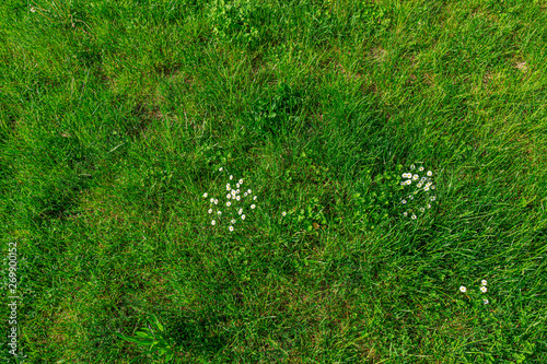 Wiese Draufsicht Blümchen