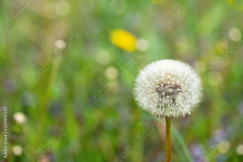Dandelion in the foreground with a soft blurry green background