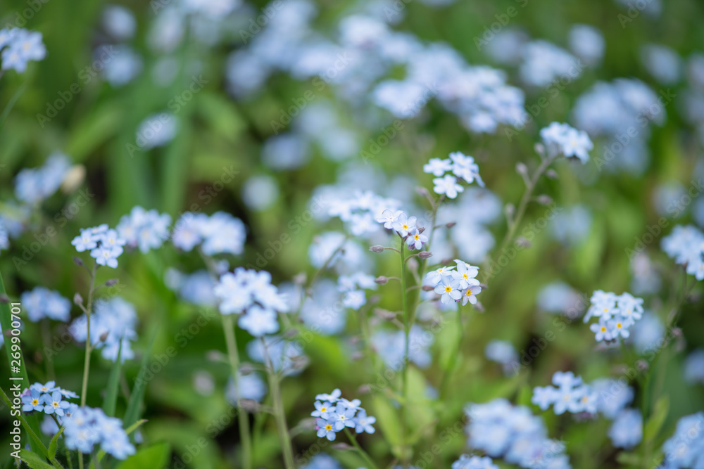 Little blue forget-me-not flowers on spring meadow Little blue forget-me-not flowers on spring meadow