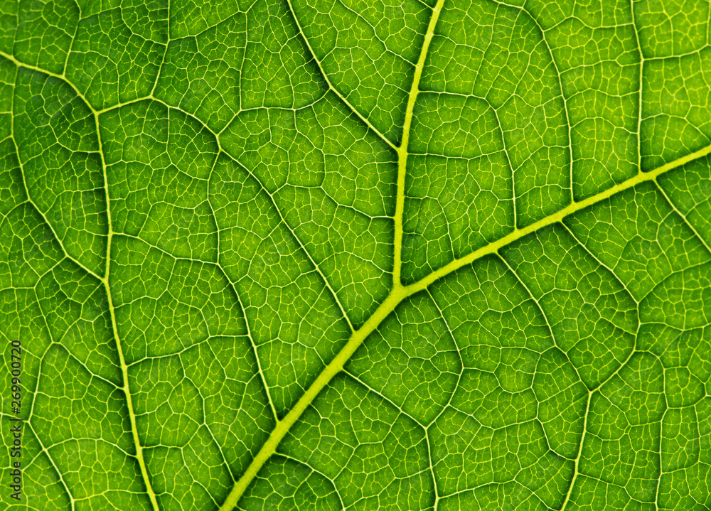 Green leaf background texture, macro Green leaf background texture, macro