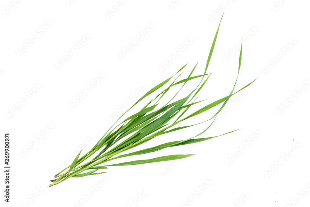 Green grass stem isolated on white background. Green grass stem isolated on white background.