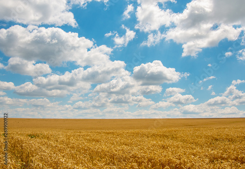 Gold wheat field and blue sky