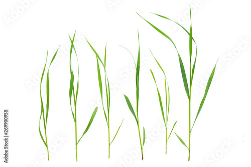 Green grass stem isolated on white background.
