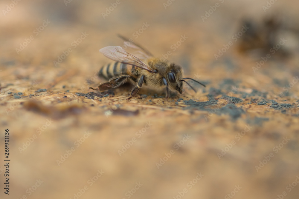 A lot of bees crawling on sealed honeycombs