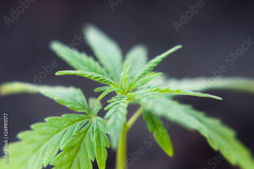 Hemp sprout plant macro on a beautiful blurred background. Texture of young marijuana plant escape from the first leaves