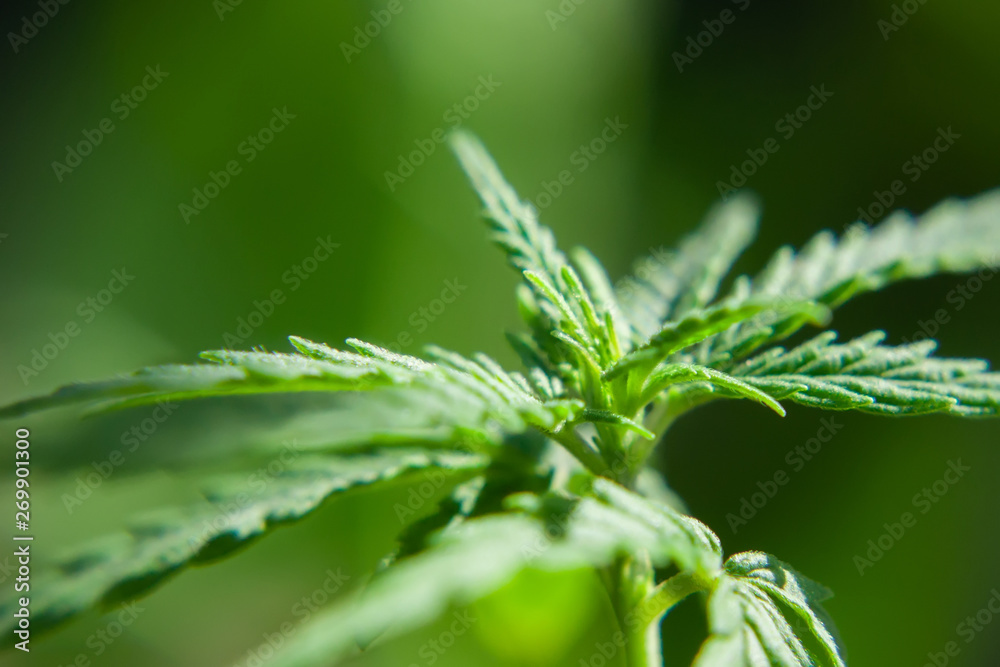 Hemp sprout plant macro on a beautiful blurred background. Texture of young marijuana plant escape from the first leaves Hemp sprout plant macro on a beautiful blurred background. Texture of young marijuana plant escape from the first leaves