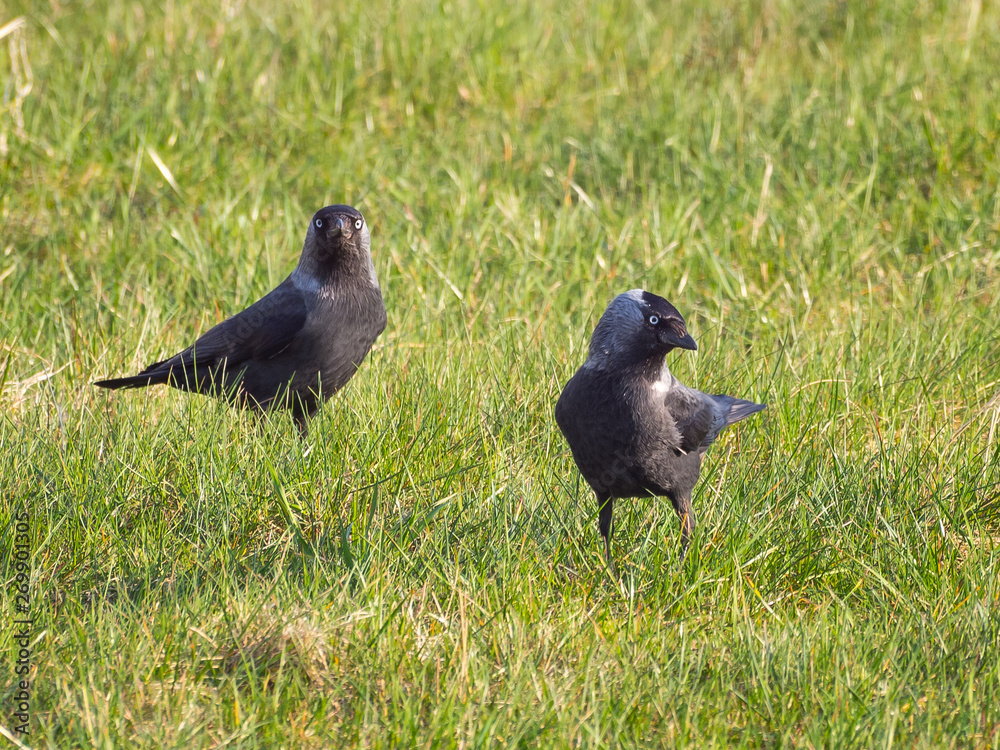 Obraz premium interest