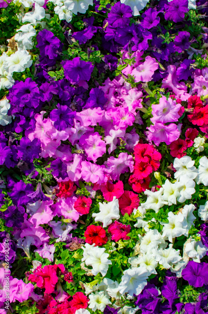 Fototapeta premium flower bed of different colors