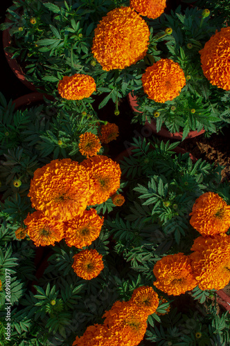Fototapeta Naklejka Na Ścianę i Meble -  Marigold flowers are used as medicinal plants