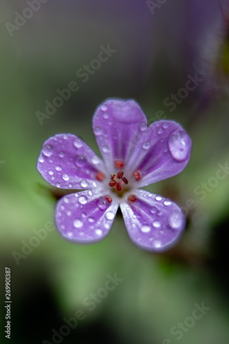 purple flower on green background with drop of water © Mariia