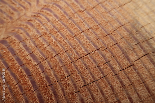 wooden background texture wood closeup