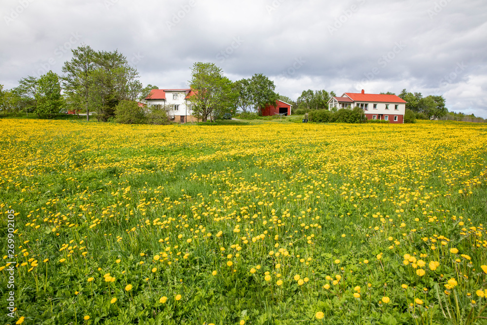 Field of yellow flowers - Dandelion flower