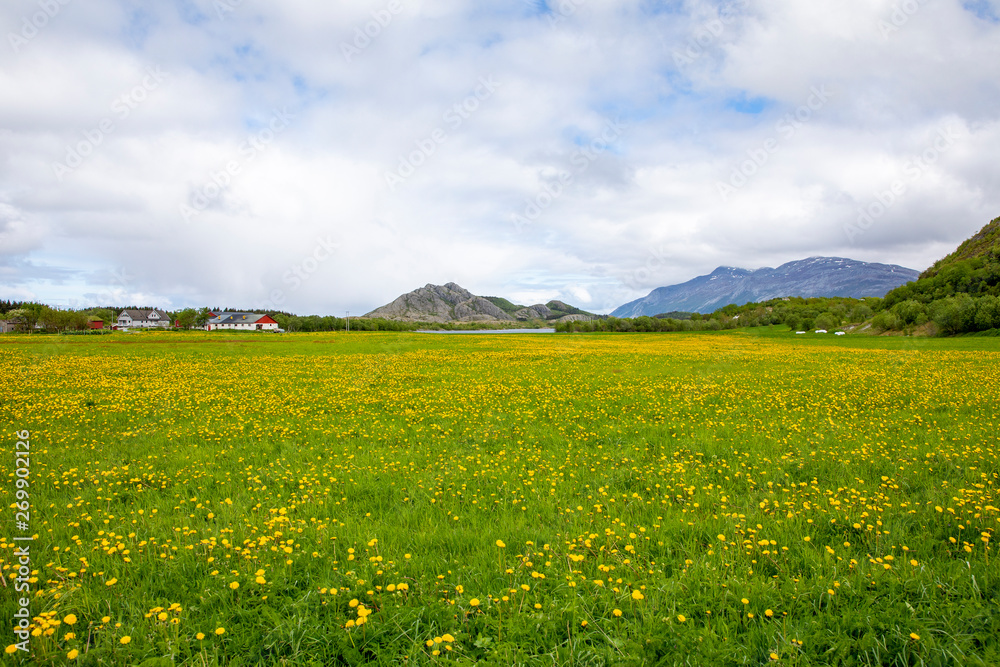 Field of yellow flowers - Dandelion flower