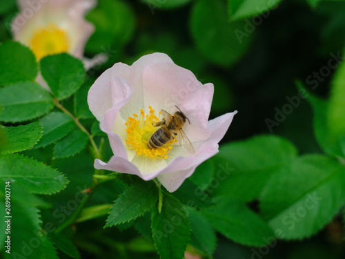  close-up of a bee collecting pollen of a soft pink rose flower