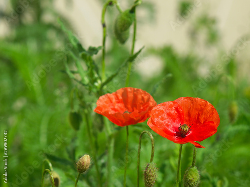  bright red poppies flowers against a green meadow horizontal layout