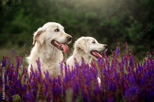 Fotografie, Obraz golden retriever dog mom and puppy on a spring walk beautiful portrait in flowe