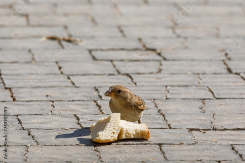 Small female of sparrow has found a two piece of bread