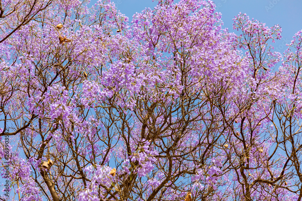 Top of flowering jacaranda tree Top of flowering jacaranda tree