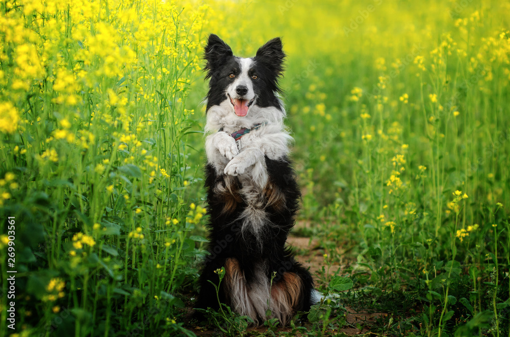 funny portrait of a border collie in blooming yellow