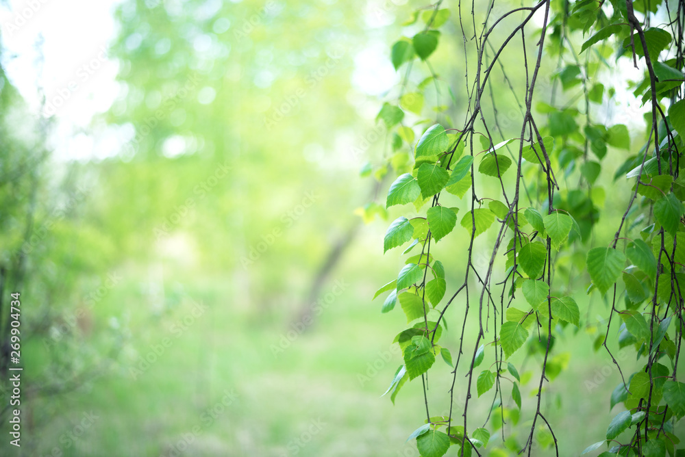 Naklejka premium Summer birch forest abstract background.