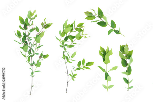 Tree branch with green leaves isolated on white background.