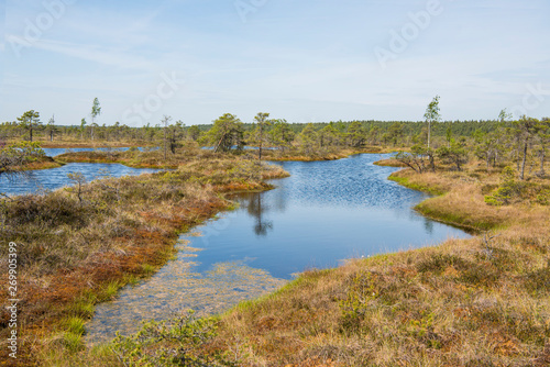 Swamp trail. Summer sunny Day. Kemeri National Park Nature Trail.