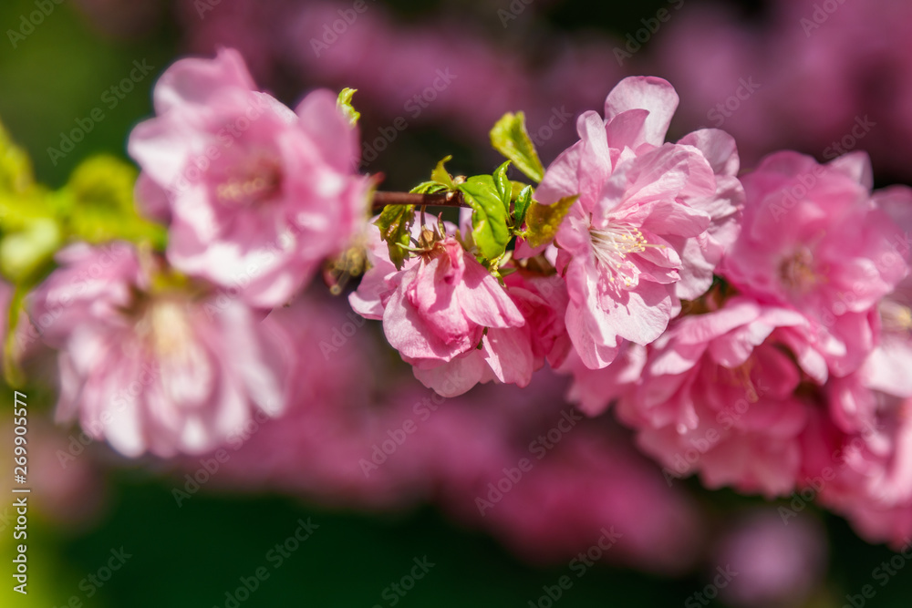 Beautiful spring sakura in the sun's rays macro Beautiful spring sakura in the sun's rays macro