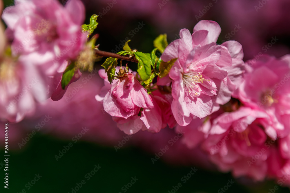 Beautiful spring sakura in the sun's rays macro Beautiful spring sakura in the sun's rays macro