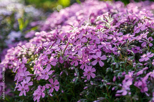 Beautiful spring wildflowers macro