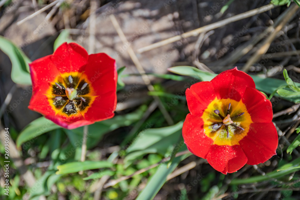 Fototapeta premium my photos