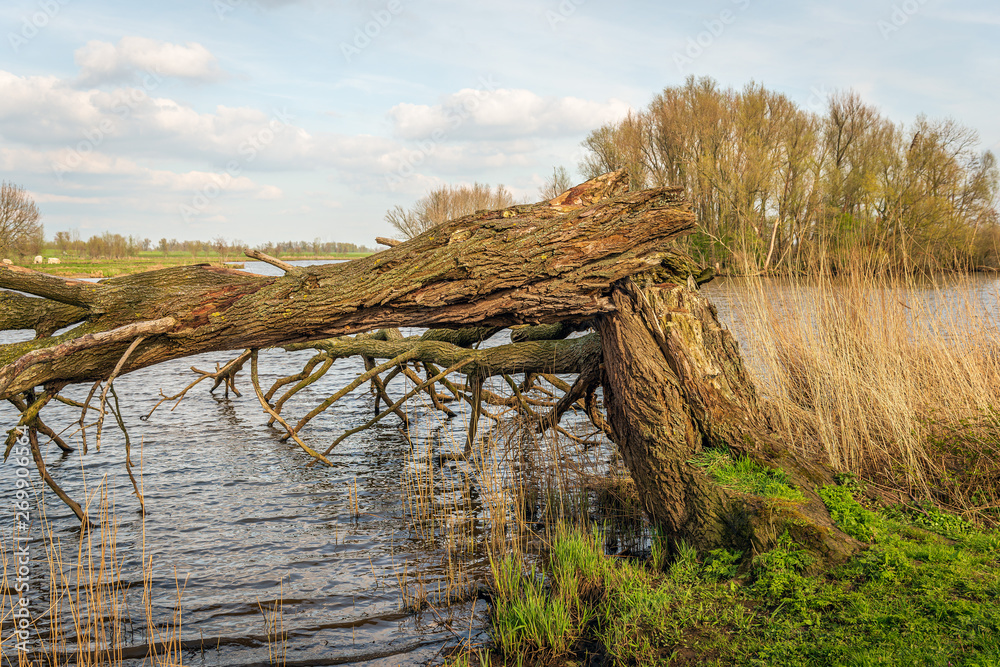 Tall tree is broken and fallen into the water of a lake Tall tree is broken and fallen into the water of a lake
