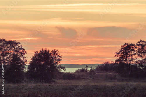 tree in sunset