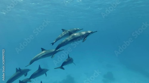 Group of young dolphins slowly rise to the surface of blue water. Slow motion, Closeup, Underwater shot. Spinner Dolphin (Stenella longirostris) in Red Sea, Sataya Reef (Dolphin House) Marsa Alam  photo