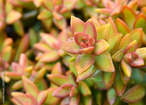 Sedum nussbaumerianum (Coppertone Stonecrop) succulent plants in tropical garden of Tenerife,Canary Islands,Spain.Selective focus. photo