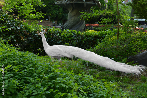 White peafowl (Pavo cristatus) in New York City park. United States photo