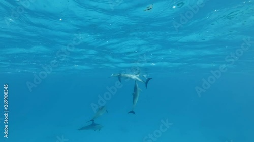 Wallpaper Mural Group of juvenile dolphins playing under surface in blue water. Slow motion, Underwater shot. Spinner Dolphin (Stenella longirostris) in Red Sea, Sataya Reef (Dolphin House) Marsa Alam, Egypt, Africa Torontodigital.ca