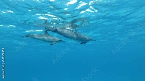 Family of three dolphins slowly swim under sufrace of blue water. Slow motion, Low-angle shot, Underwater shot. Spinner Dolphin (Stenella longirostris), Red Sea, Sataya Reef (Dolphin House) Marsa Alam photo