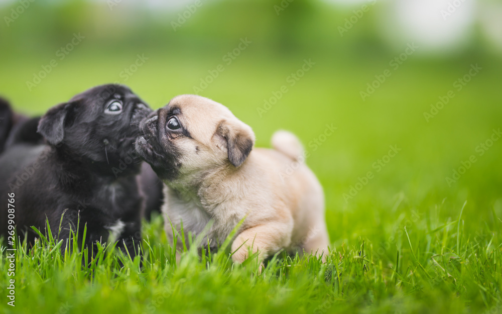 Two little pug puppies playing